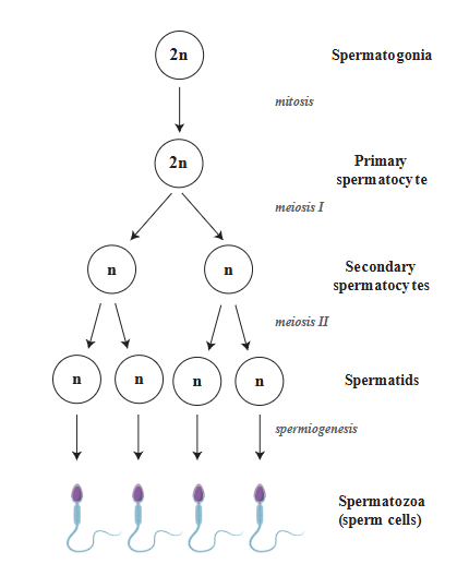 Process of sperm cell production, resulting in 4 sperm cells.