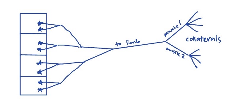<p>they leave the spinal cord through the ventral route of whichever segment they are in, then join together as the nerve leaving that segment, then join with the motor neurons from the other segments to form plexi before eventually spliting off  to form the nerves for specific muscles and then  splitting off further to innervate their respective muscle fibres</p>