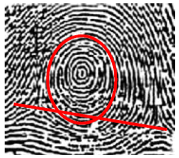 <p>what whorl is this?</p>