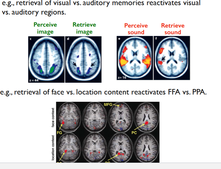 <p>reactivation of cortical neurons active at encoding </p>