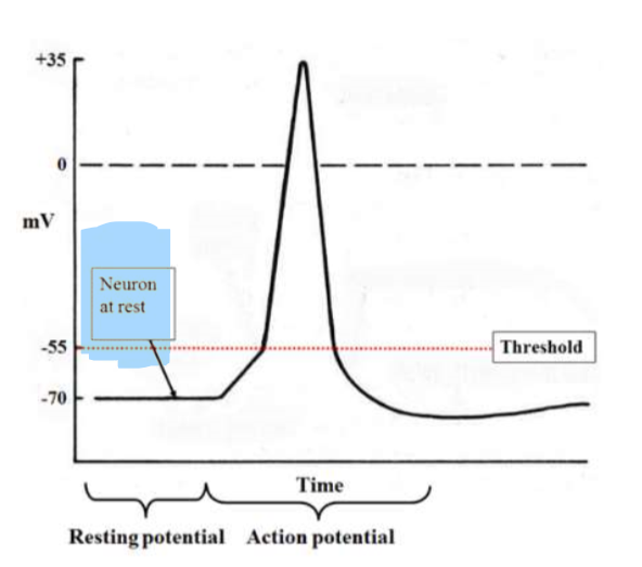 <ul><li><p>resting potential at -70mv</p></li><li><p>na+ ions are outside membrane and k+ ions are inside the membrane</p></li></ul><p></p>