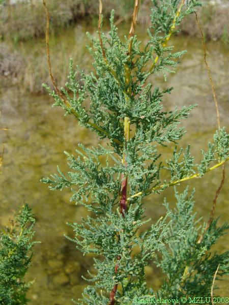 <p><span><em>Myricaria germanica</em></span></p>