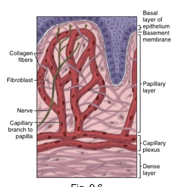 <ul><li><p>deeper layer of lamina propria</p></li><li><p>dense connective tissue with a large number of fibers</p></li></ul><p></p>