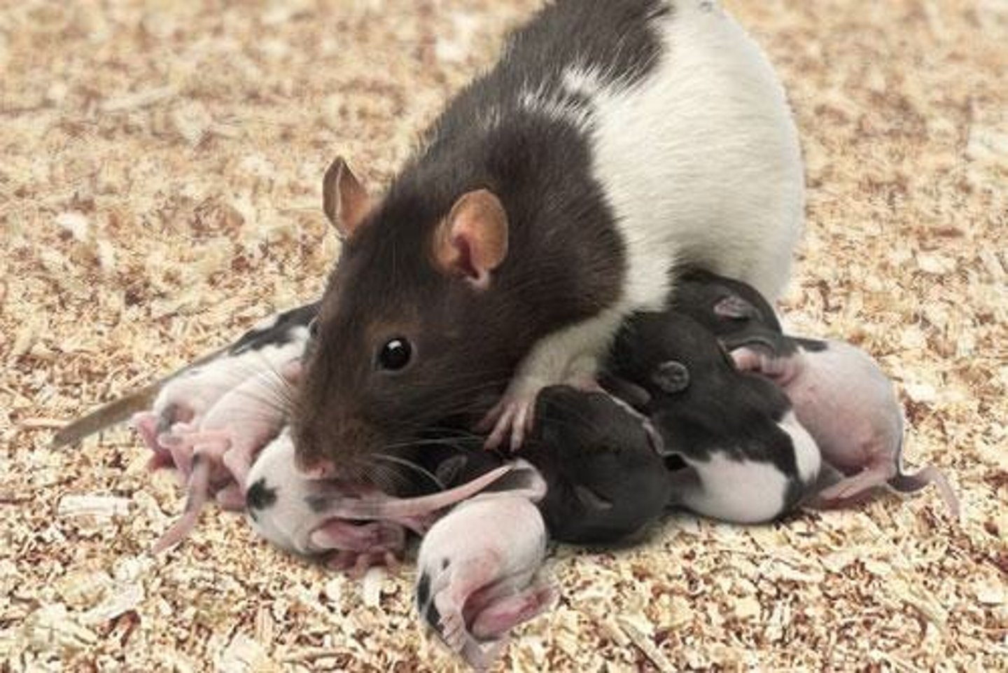 <p>The mother typically remains recumbent for feeding altricial neonates, who require more care and protection.</p>