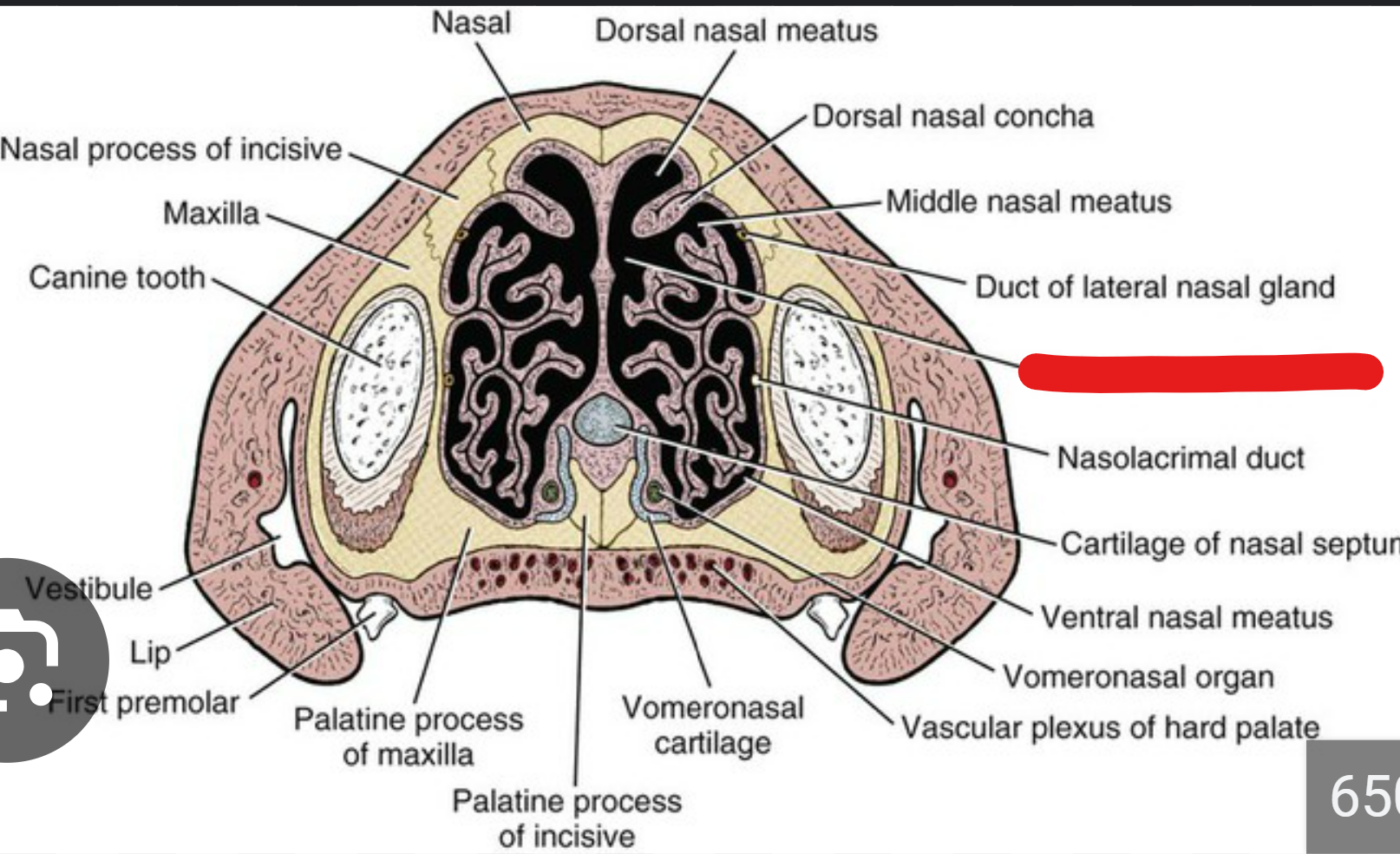 <p>this is the cross section of a dogs nose.</p><p>label the red part</p><p></p><p>whats the nasal aperture and choanae</p>