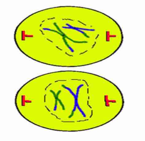 <p>Nuclear envelope and</p><p>nucleoli disappear. Chromatids start to</p><p><strong>shorten and thicken</strong></p>