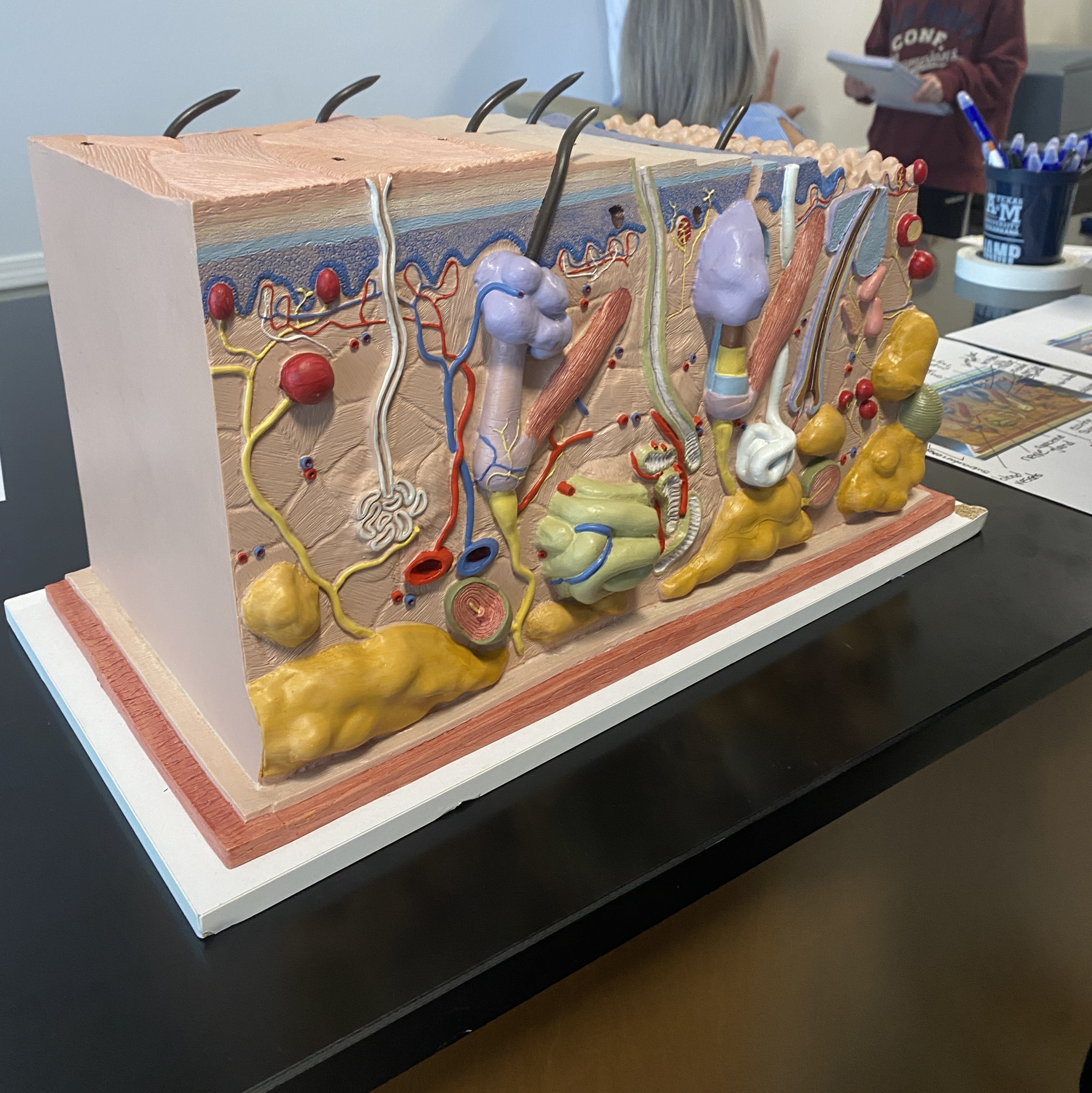 <p>Papillary layer</p>