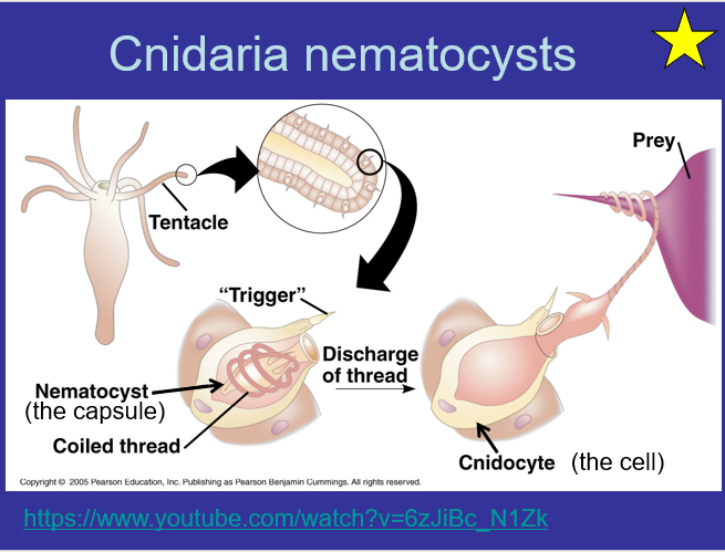 <p>-Tentacle -Trigger -Nematocyst (The Capsule) -Coiled thread -Cnidocyte (stinging cells)</p>