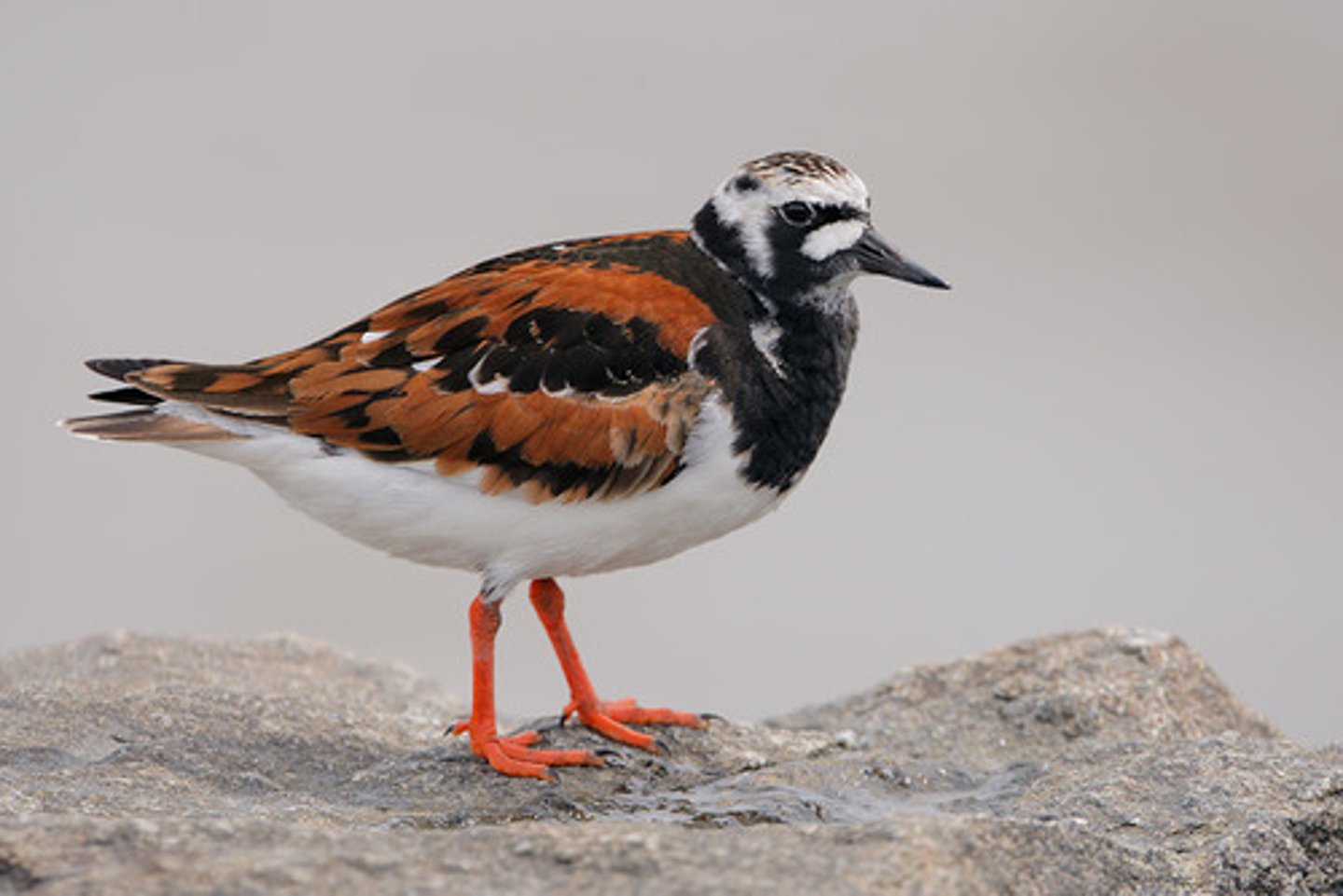 <p>Charadriiformes</p><p>Scolopacidae</p>