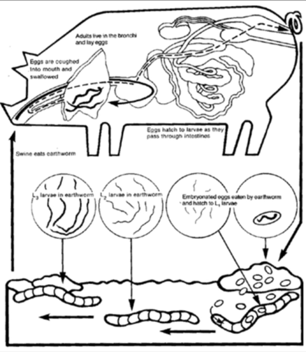 <p>this is the life cycle of what nematode?</p>