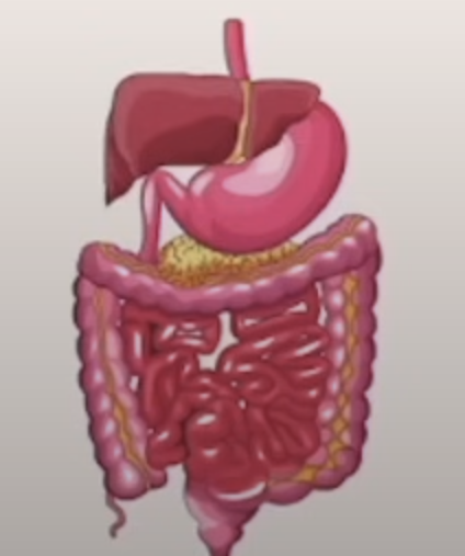 <p>What includes the <strong>enzymes and hormones</strong> of the digestive system?</p>