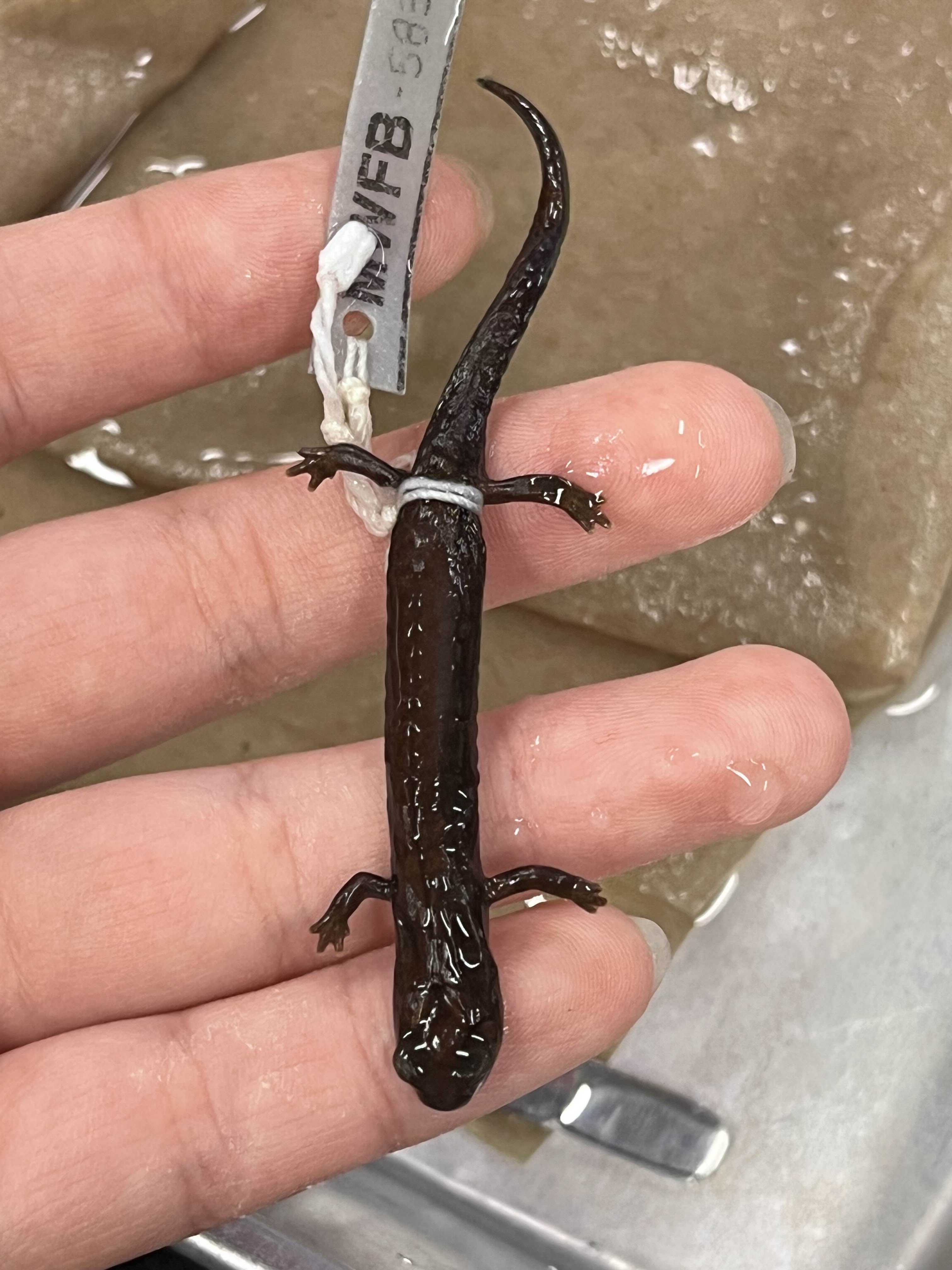 <p>Family and Genus + Species?</p><ul><li><p><strong>longer limbs</strong></p></li><li><p>less slender</p></li><li><p>South central Cali</p></li></ul><p></p>