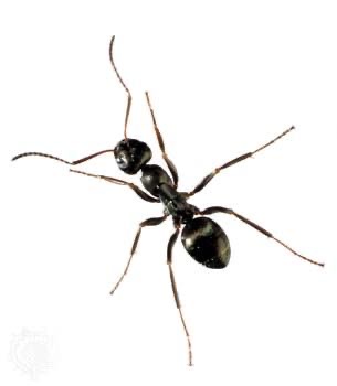 <p>Ants</p>