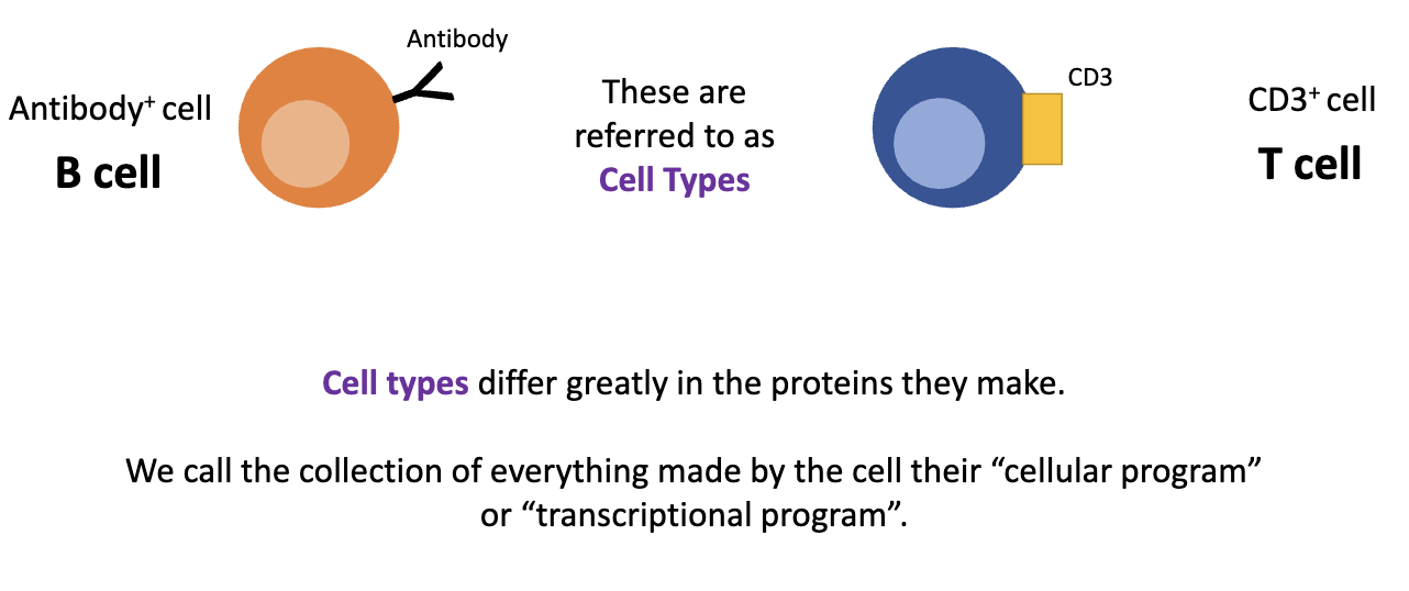<ul><li><p>Defined by proteins they make</p></li><li><p>Example:</p><ul><li><p>Antibody+ cell = B cell</p></li><li><p>CD3+ cell = T cell</p></li></ul></li><li><p><strong>Cell type</strong> = overall lineage of a cell</p></li></ul><p></p>