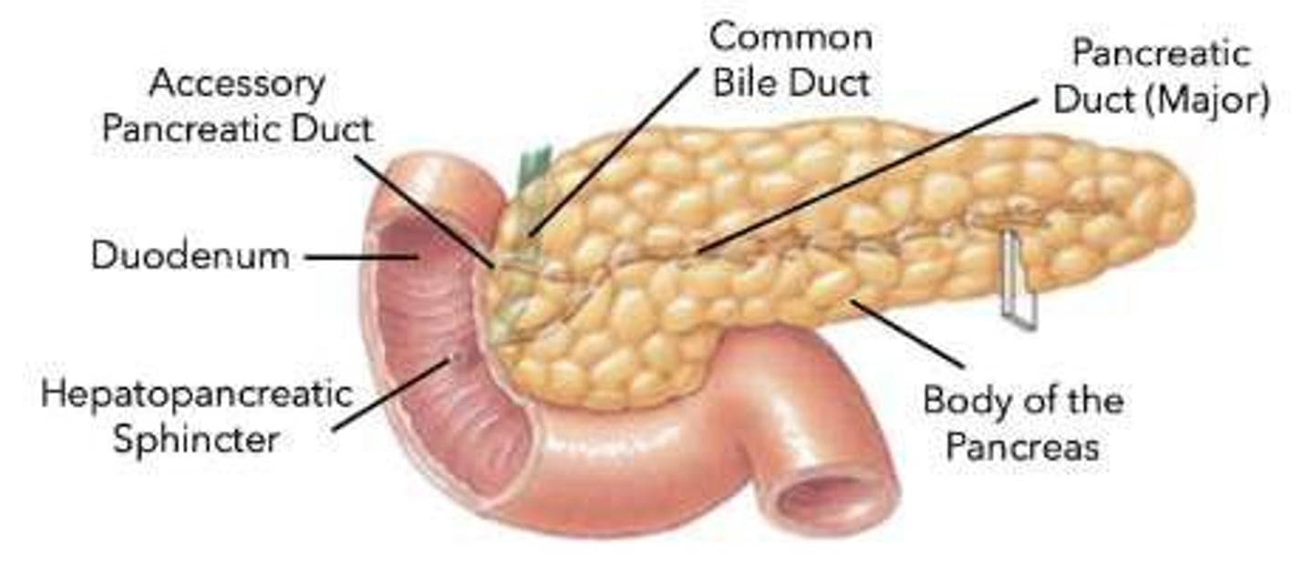 <p>It helps to emulsify fats for easier digestion and absorption.</p>