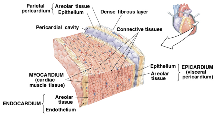 <ul><li><p>cardiac muscle layer forming the bulk of the heart&nbsp;</p><ul><li><p>Middle layer, thickest layer </p></li><li><p>Reinforced with fibrous skeleton of the heart (crisscross, interlacing layer of connective tissue)</p></li><li><p>Provide scaffolding for the heart chambers; assist in contraction and relaxation of the cardiac walls </p></li></ul></li></ul><p></p>