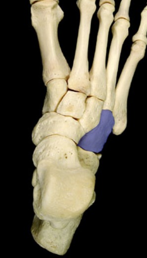 <p>lateral; in front of calcaneus</p>