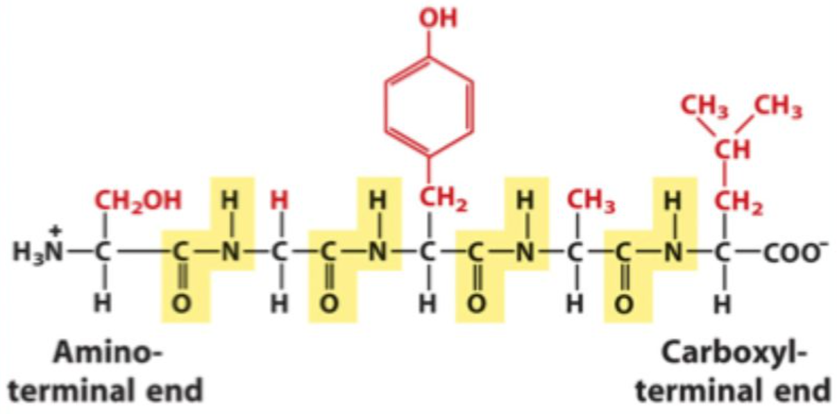 <p>The <strong>repeating main chain</strong>, excluding side chains.</p>