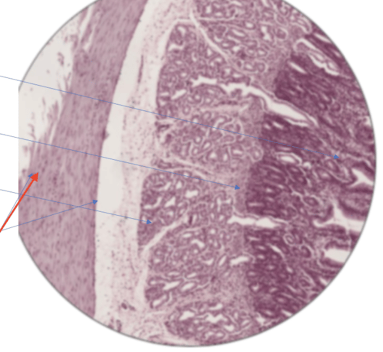 knowt flashcard image