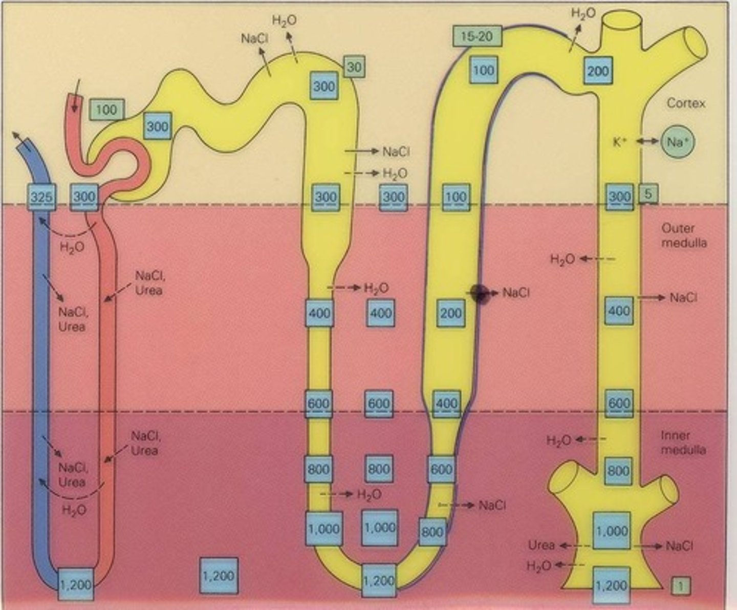 <p>Process enhancing medullary osmotic gradient for urine concentration.</p>
