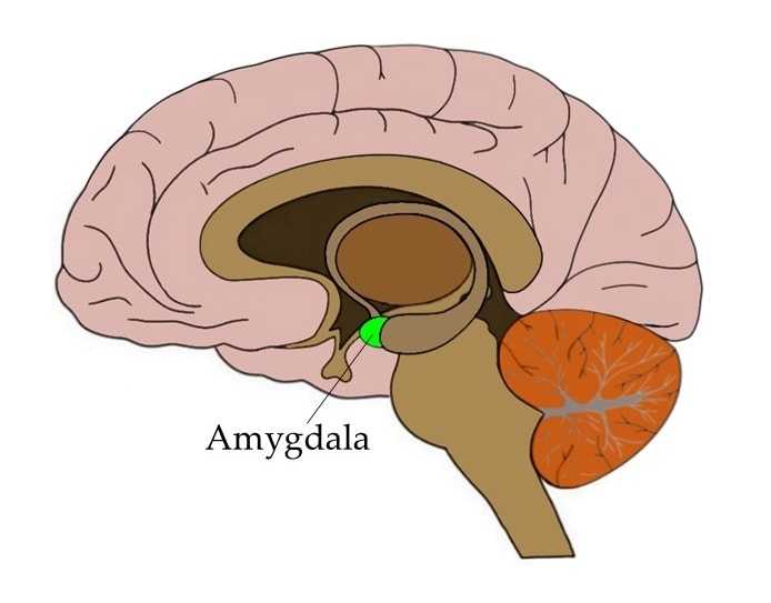<p><span>a group of nuclei in the medial portion (near the middle) of the temporal lobes in each hemisphere of the brain that facilitates memory formation for emotional events, mediates fear responses, and appears to play a role in recognizing and interpreting emotional stimuli, including facial expressions</span></p>