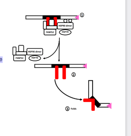 <ul><li><p><span><strong>Binding of cortisol causes dissociation of the chaperone complex</strong></span><strong><br></strong><span><strong>• This exposes the Zinc Fingers</strong></span><br><span>• This induces folding of the receptor</span></p></li></ul><p></p>