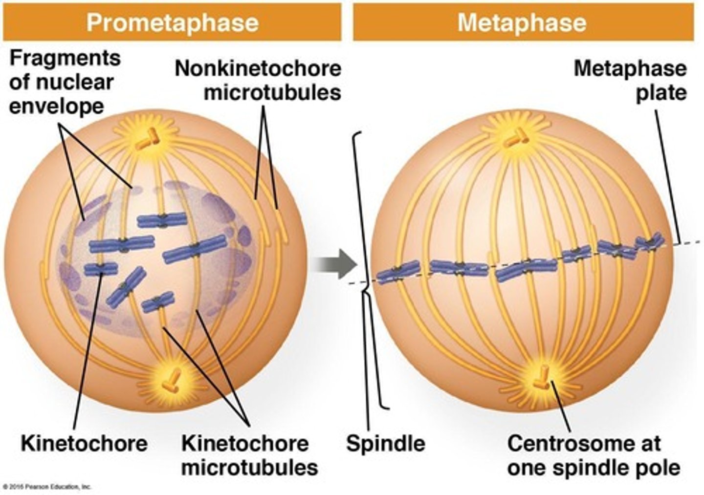 <p>This checkpoint occurs during metaphase of mitosis and checks for proper attachment of spindle fibers to all chromosomes at the centromere.</p>