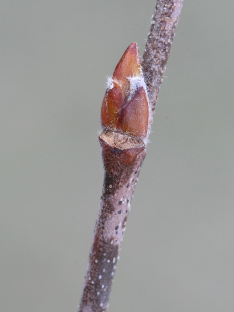 Blade:  glossy green leaves that are 2–3" long and somewhat triangular. Margins are double-toothed and leaves are arranged alternately
Bud: 3 scaled bud, light brown, white fuzz, 
Bark: young river birch trees is reddish-brown with a papery appearance, the inner bark varies in hue from light to dark, very shaggy
