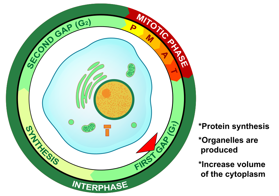 <p>G1 is the first stage of the cell cycle</p><p></p><p>The cell grows, copies its organelles, synthesizes proteins and RNA in preparation for DNA replication</p>