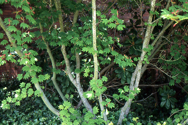 <p>acer circinatum</p><p>characteristics: branchy/shrubby, smooth greyeenish bark, low apical control, highly lobed rounder relatively medium sized leaves</p>