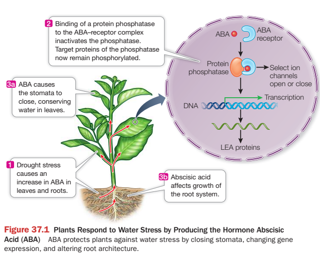<p>CO2 Concentration</p><ul><li><p>When CO2 levels are low, stomata open to allow more CO2 to diffuse into the plant for photosynthesis</p></li></ul><p>Light</p><ul><li><p>when light is detected by guard cells, stomata open</p></li></ul><p>Air Humidity</p><ul><li><p>in low humidity, transpiration rates increase and stomata respond by closing</p></li></ul><p>Water Availability</p><ul><li><p>when root and shoot cells detect reduced water availability they produce the hormone abscisic acid (ABA) </p></li><li><p>ABA moves through the xylem then binds to ABA receptors, initiating a signal transduction pathway which regulates different ion channels, increasing water potential and causing water to more out of stomata through guard cells </p></li></ul><p></p>