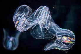 <p>Leidy&apos;s Comb Jelly</p>