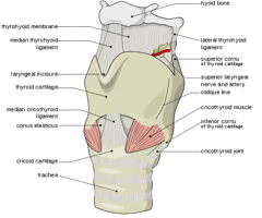 <p>What is this structure?</p>