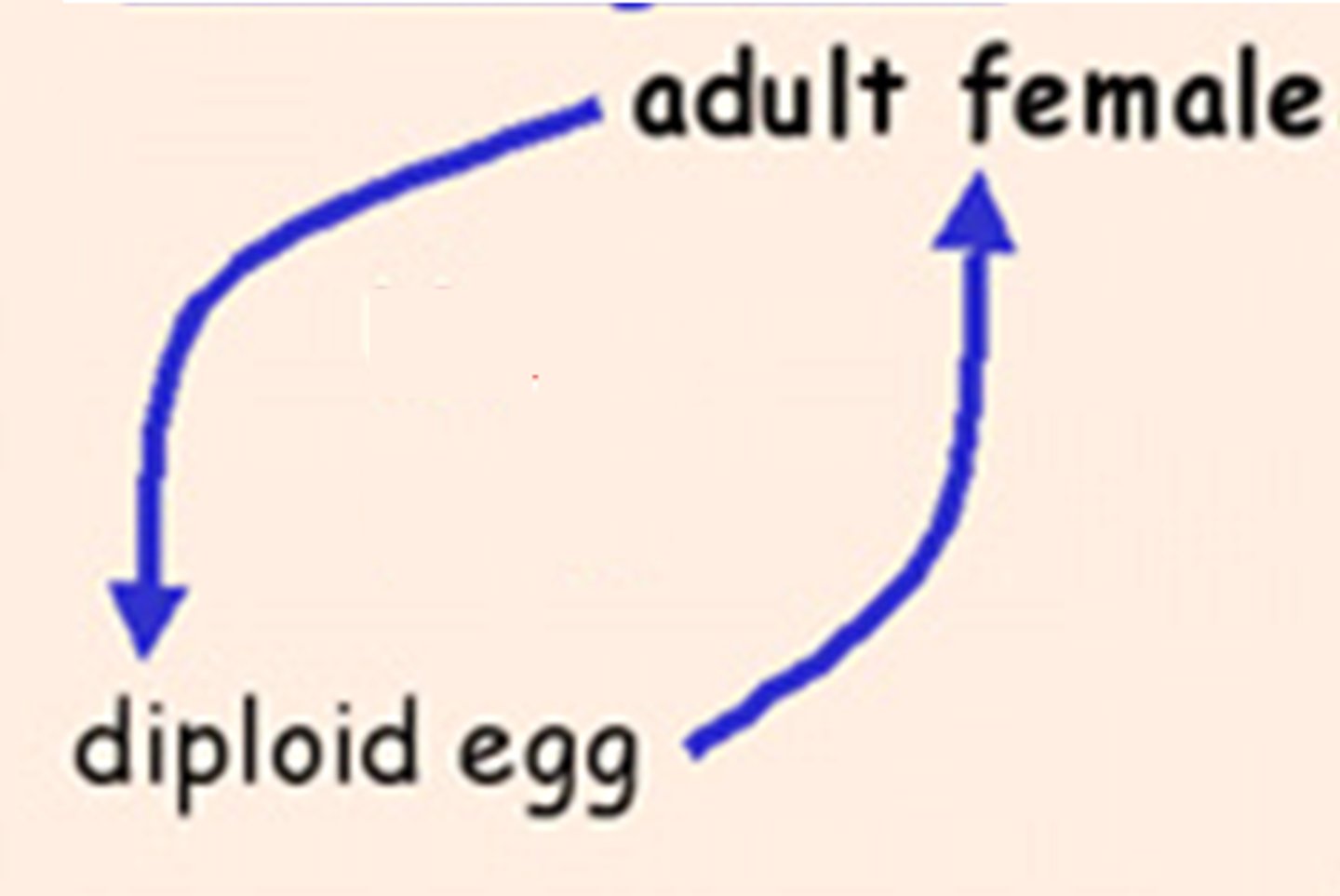 <p>A natural form of asexual reproduction in which growth and development of embryo clones occur without fertilisation by a male gamete</p>