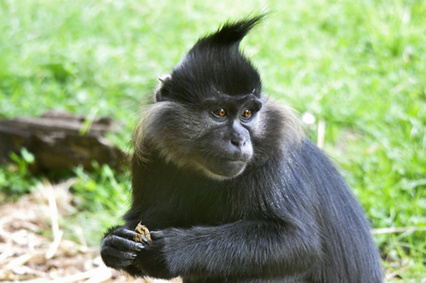 <p>sooty mangabey</p>