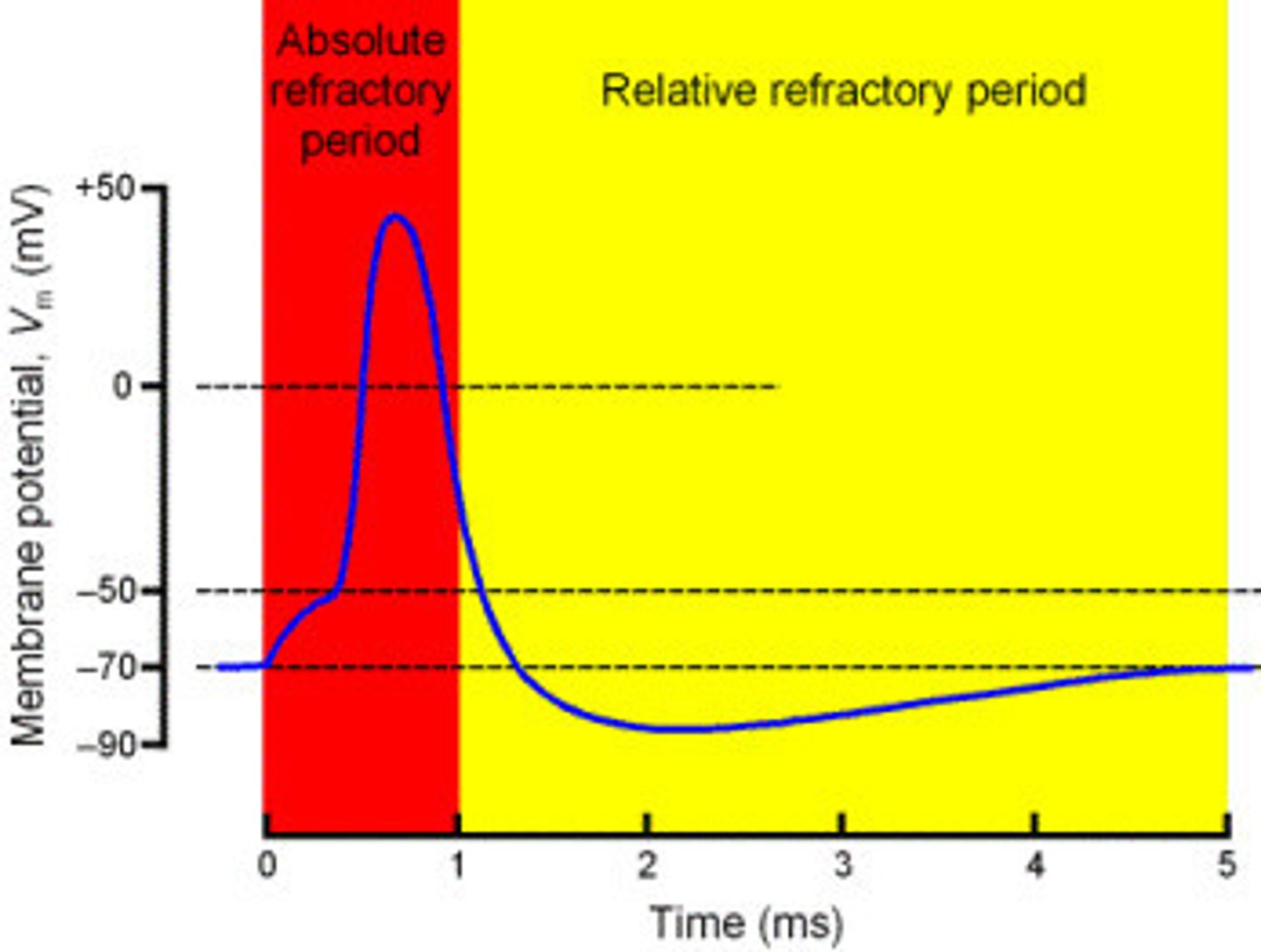 <p>The period following an action potential, in which another action potential cannot be generated. This means action potentials are unidirectional and allows the cell to restore ions on the correct side of the membrane.</p>