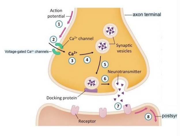 <p>• Action potential arrives at axon terminal </p><p>→ causes voltage change in the presynaptic membrane </p><p>→ calcium channels open: calcium ions rush in </p><p>→ calcium influx causes vesicles to dock at presynaptic membrane </p><p>→ vesicles release neurotransmitters into synaptic cleft </p><p>→ neurotransmitters bind to specific receptors on postsynaptic membrane → causes voltage changes in postsynaptic membrane (De- or Repolarization) </p><ul><li><p>depending on the receptor, transmitters have excitatory or inhibitory effect</p></li></ul><p></p>