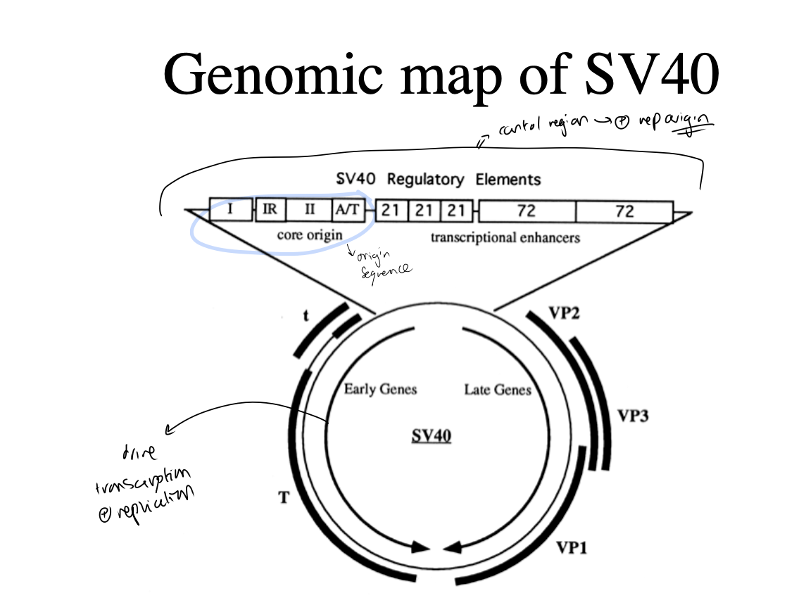 <ol><li><p>Large T antigen (early genes)</p></li><li><p>Late genes</p></li><li><p>Control region + replication origin with origin sequence</p></li></ol><p></p>