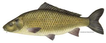 <p>carp</p>