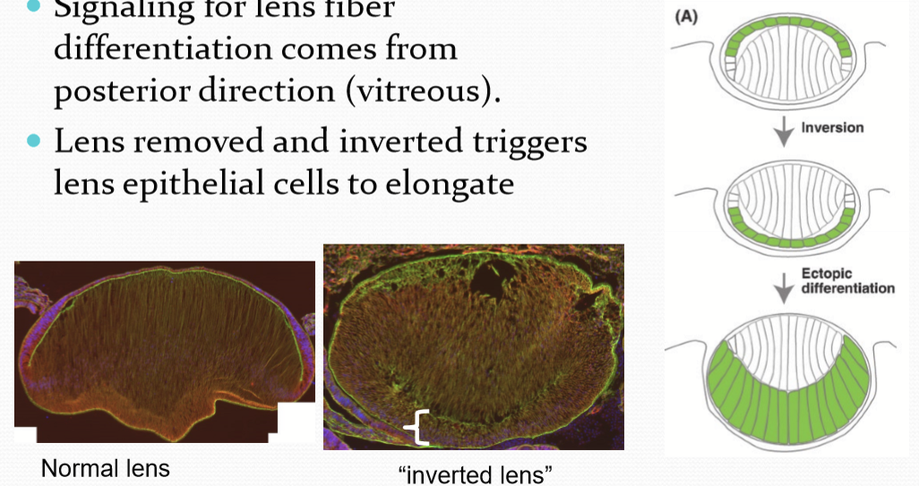 <p>Signaling for lens fiber differentiation comes from the posterior direction (vitreous). As inverting the lens triggers lens epithelial to elongate. </p>