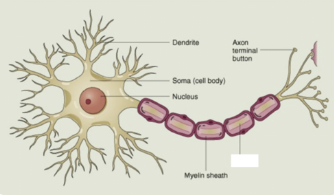 <p>the part of a neuron where the action potential (AP) is propagated.</p>