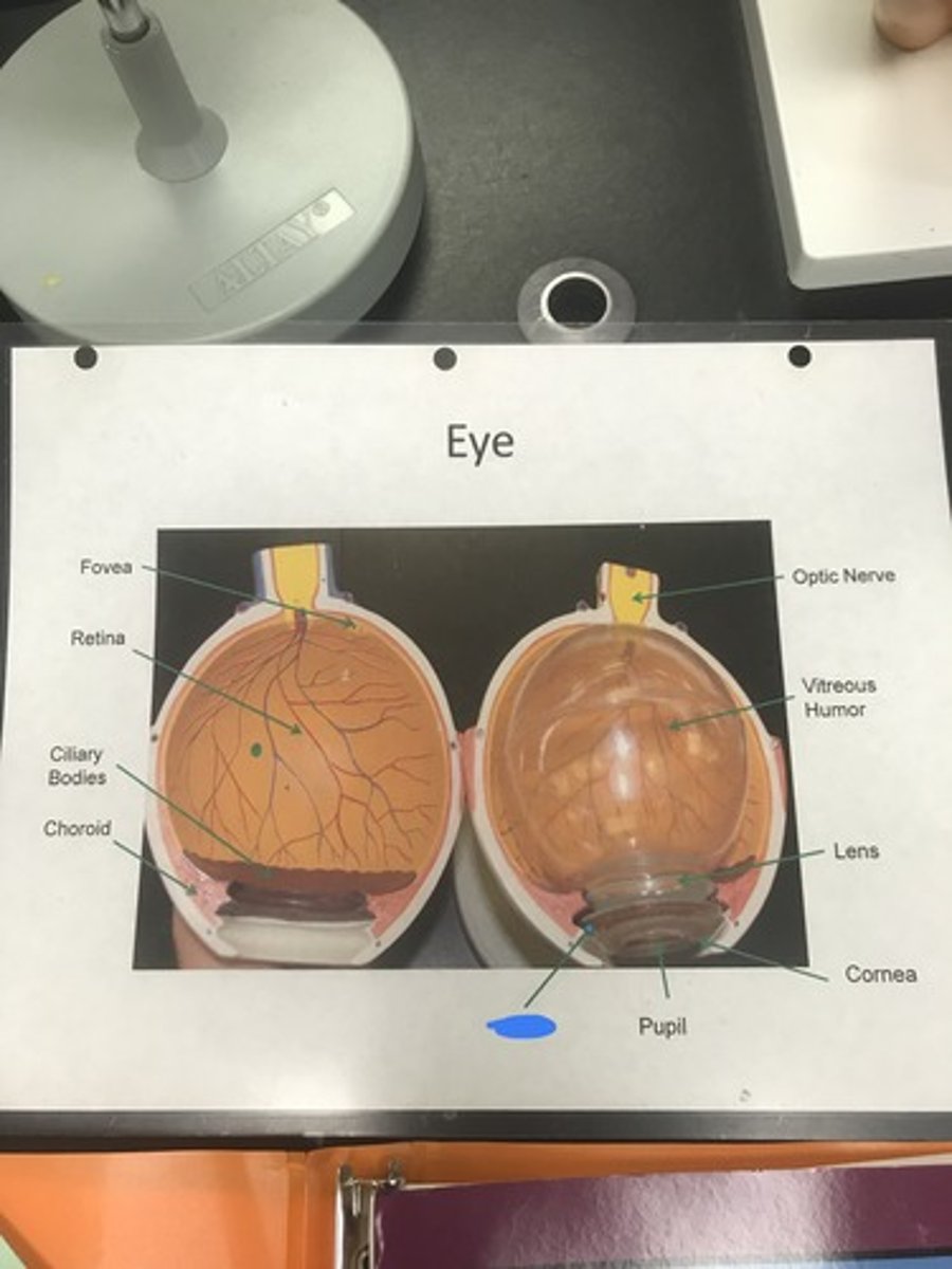 <p>Label the structure covered in blue ink and give a function</p>