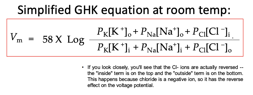 <p>RMP formula (form of Nernst equation)</p><ul><li><p>P is relative permeability of the membrane to a specific ion species</p></li><li><p>Typical permeability ratios at rest might be PK : PNa : PCl = 1.0 : 0.03 : 0.1</p></li></ul><p></p>