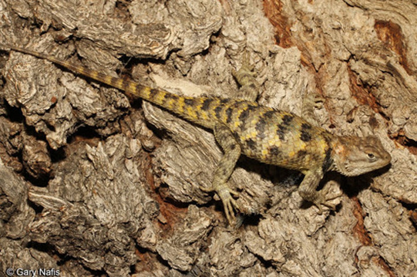 <p>yellow backed spiny lizard</p>