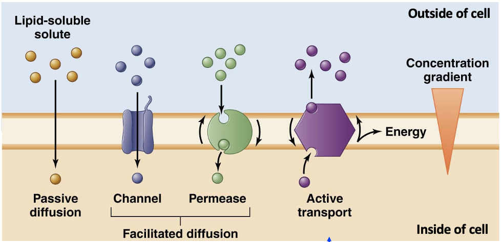 
1. Passive diffusion
2. Facilitated diffusion (either channel or permease)
3. Active transport
4. Concentration gradient