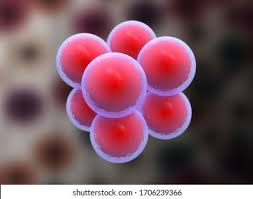 <p>cube-shaped balls</p>