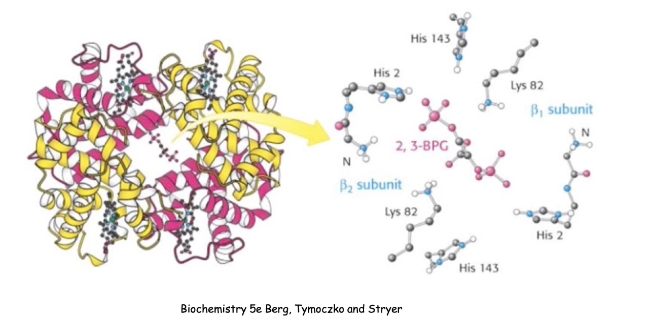 <ul><li><p class="">2,3-BPG = <strong>allosteric inhibitor</strong> of hemoglobin</p></li><li><p class="">Found in <strong>tissues</strong> (areas of low O₂)</p></li><li><p class=""><strong>Function</strong>:</p><ul><li><p class="">Binds to an effector site in the <strong>middle</strong><em> of the </em><strong>hemoglobin tetramer.</strong> Forms <strong>noncovalent interactions</strong> with specific amino acid residues.</p></li><li><p class=""><strong>Decreases O₂ affinity</strong></p></li><li><p class="">Promotes O₂ <strong>release</strong> in tissues</p></li></ul></li><li><p class="">Enhances <strong>oxygen delivery efficiency</strong></p></li></ul><p></p>