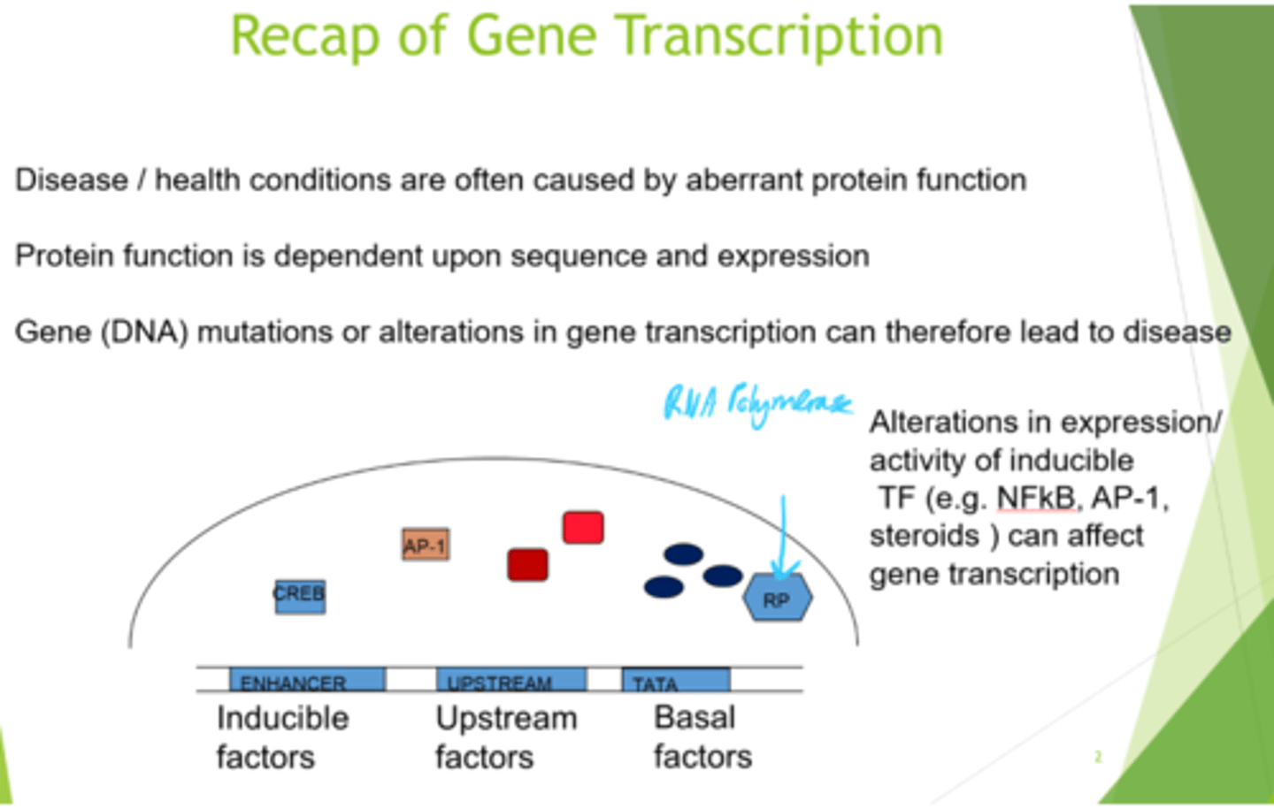 <p>Aberrant protein function</p>