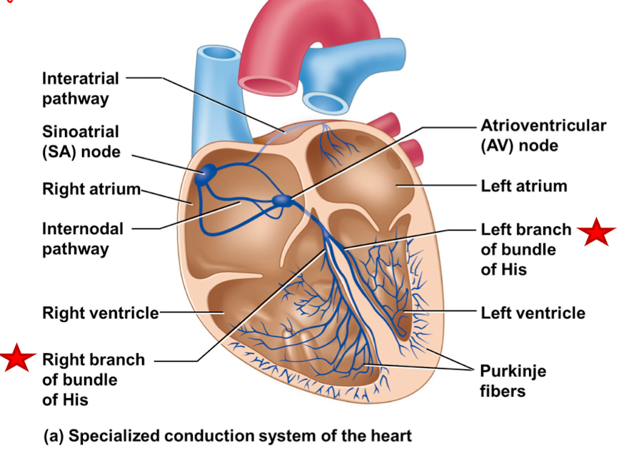 <p>tract of specialized, cardiac pacemaker cells that originates at the AV node and divides and projects into the left and right ventricles</p><p></p>