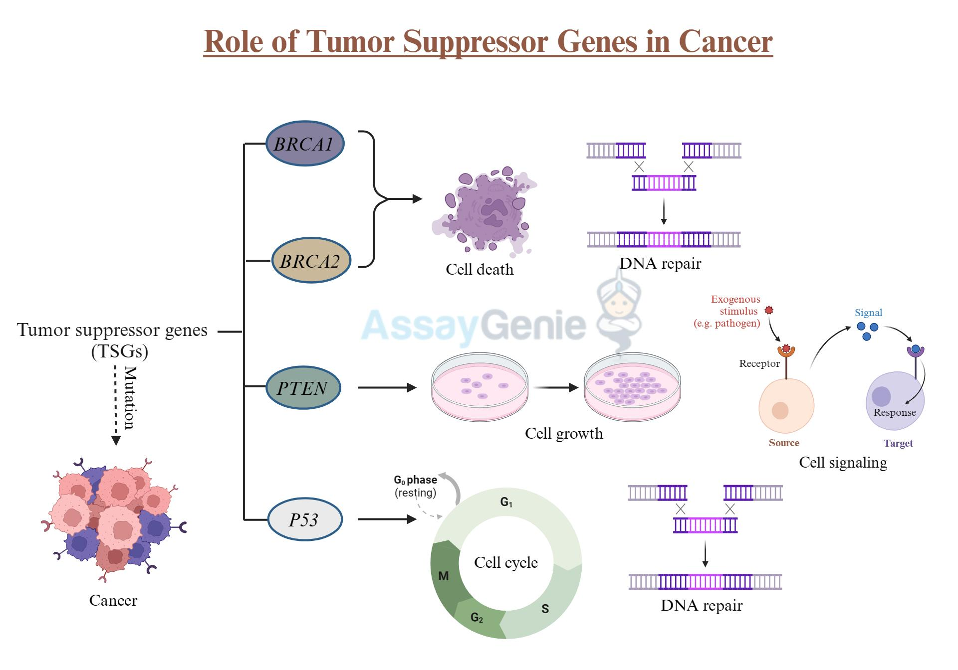 <p>Genes that regulate cell growth, inhibiting tumour growth. </p><p><span><span>They act as the "brakes" for cell division, working to repair damaged DNA, slow or halt the cell cycle at checkpoints, and trigger apoptosis if damage is irreparable.</span></span></p><p></p>